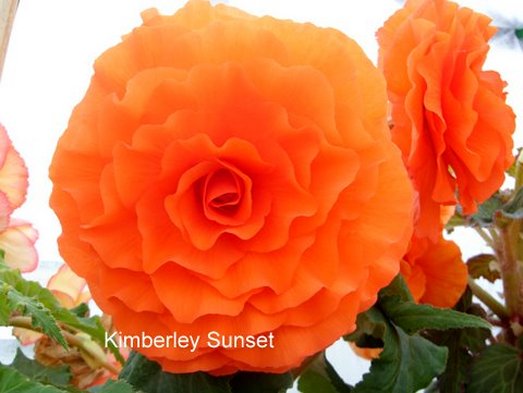 B. ‘Kimberly Sunset’